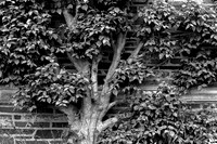 Princeton - NJ #6